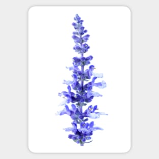 Salvia farinacea  &#39;Fairy Queen&#39;  Sage Sticker